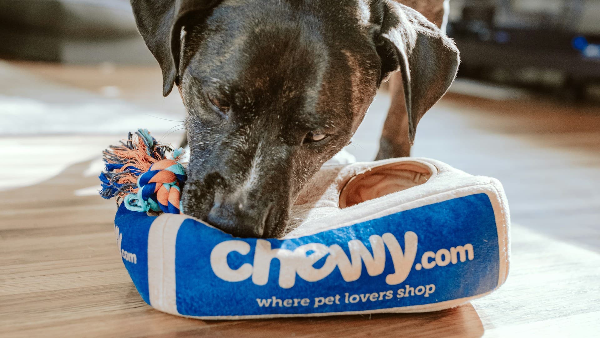 Հյուրանոցներ և կենդանիների պանսիոնատներ